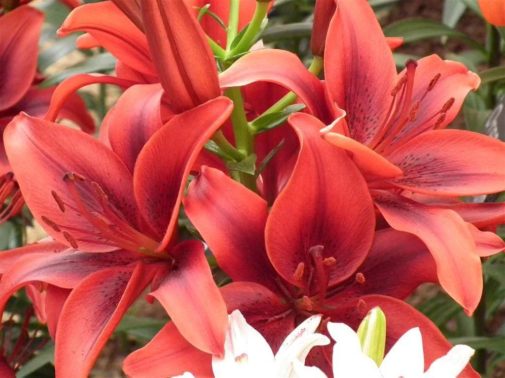 Floral marquee in the long water area 5